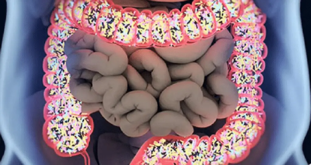 Sindrome dell’auto-birrificazione: scoperti i batteri che producono alcol nel nostro intestino