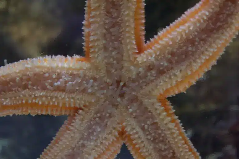 Le stelle marine camminano senza cervello grazie ai loro piedi idraulici