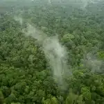 Il pianeta si sta spostando: le foreste avanzano verso nord e i satelliti lo dimostrano