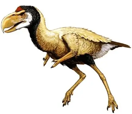 Chocobo di final fantasy: è biologicamente plausibile? [animali impossibili]