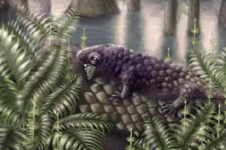 Tyrannoroter heberti