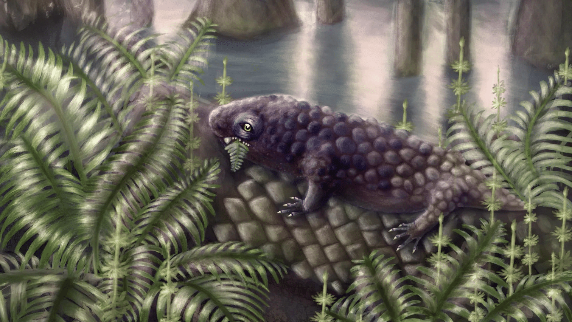 Tyrannoroter heberti