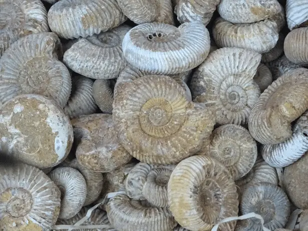 307 milioni di anni fa un vertebrato iniziò a mangiare piante: la scoperta che riscrive l’origine dell’erbivoria terrestre