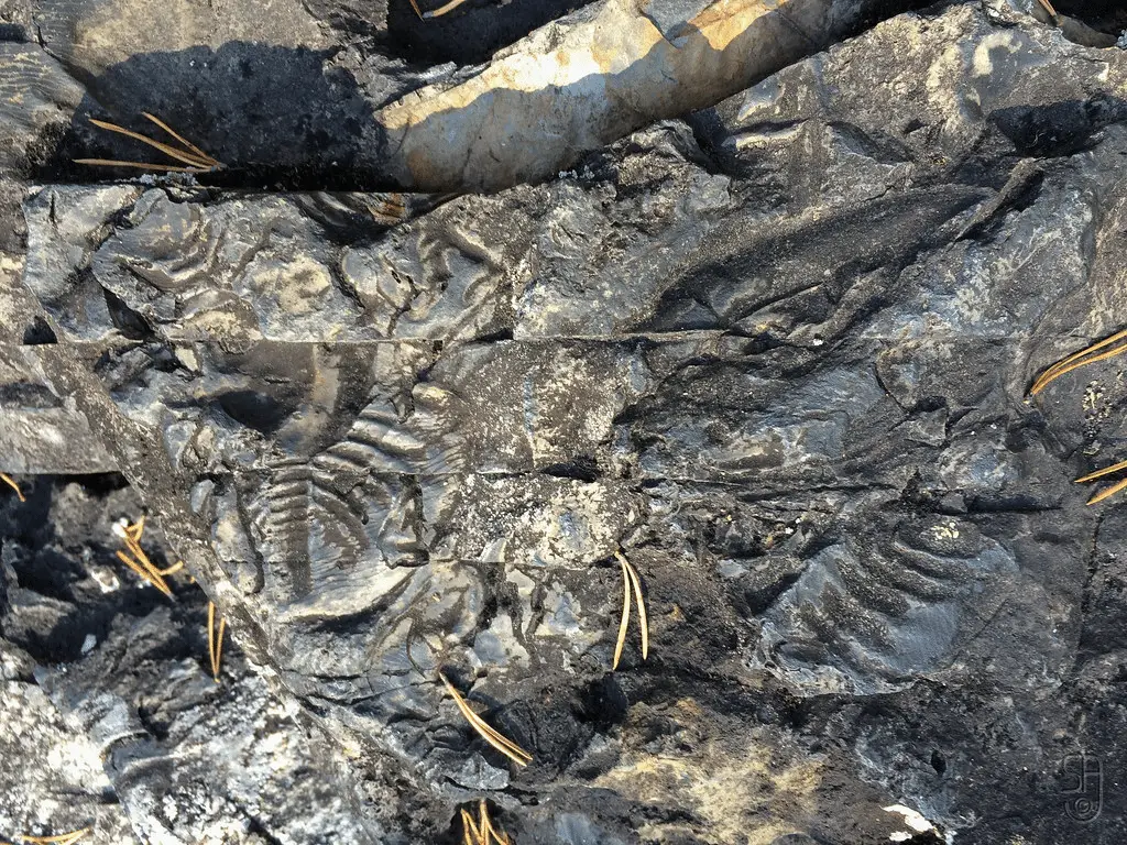 307 milioni di anni fa un vertebrato iniziò a mangiare piante: la scoperta che riscrive l’origine dell’erbivoria terrestre