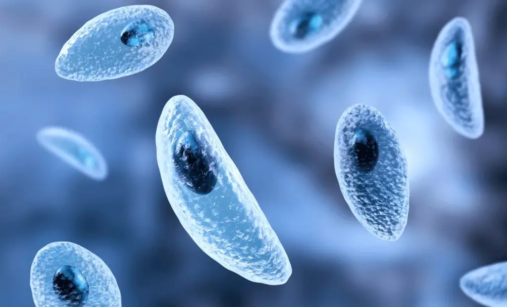 Un parassita può infettare le cellule che dovrebbero eliminarlo: scoperto un meccanismo chiave di difesa del cervello