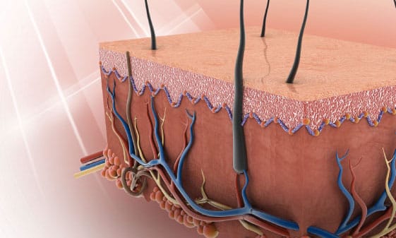Follicoli piliferi in laboratorio: la svolta giapponese contro calvizie e alopecia %follicoli piliferi in laboratorio: la svolta giapponese contro calvizie e alopeciacount(title)% Follicoli piliferi