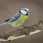 Cinciarella: caratteristiche, comportamento e curiosità sull’uccello simbolo dei giardini europei