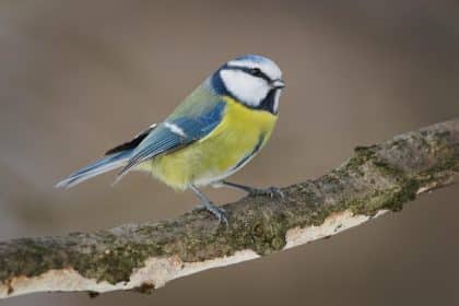 Cinciarella-caratteristiche-habitat-curiosita