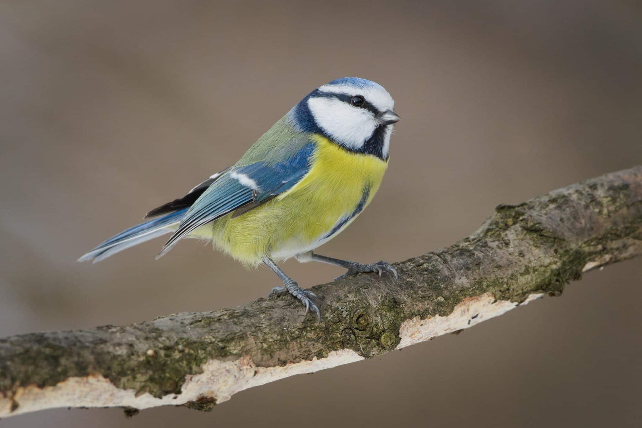 Cinciarella-caratteristiche-habitat-curiosita