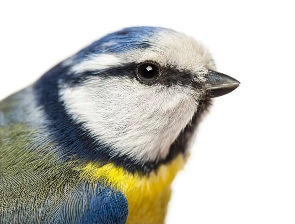 Cinciarella-caratteristiche-habitat-curiosita (3)