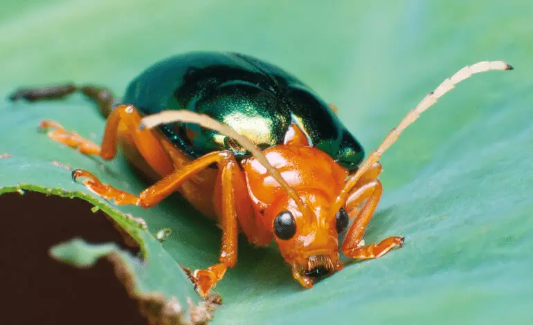 Draghi: possono essereplausibili biologicamente? [animali impossibili]