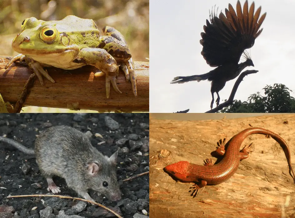 Draghi: possono essereplausibili biologicamente? [animali impossibili]