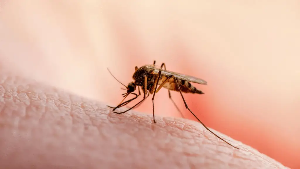 Nuovo bersaglio contro la malaria: scoperta la proteina che controlla la divisione del parassita