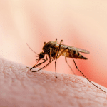 Nuovo bersaglio contro la malaria: scoperta la proteina che controlla la divisione del parassita