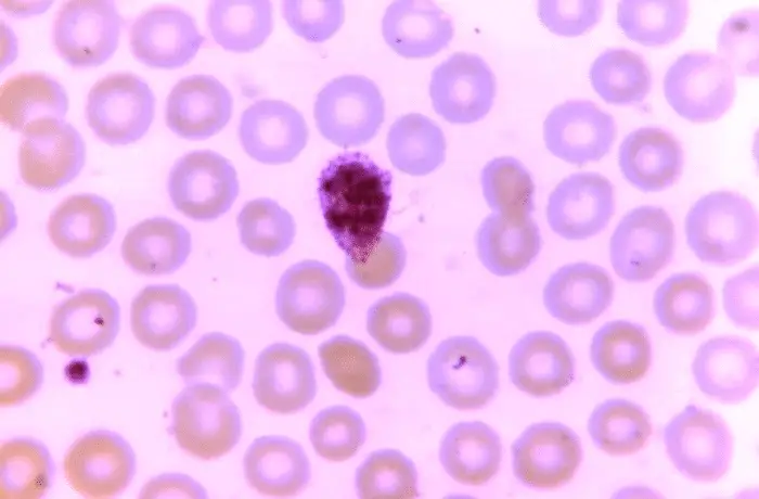 Nuovo bersaglio contro la malaria: scoperta la proteina che controlla la divisione del parassita