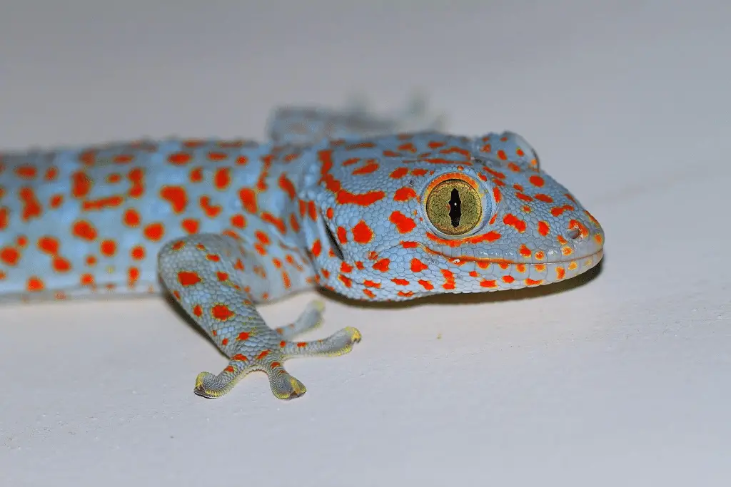 Top 5 animali che sembrano dei pokémon nel mondo reale