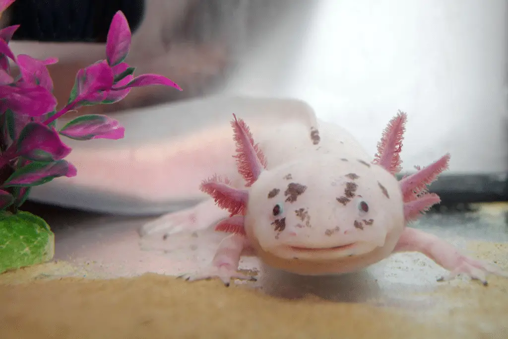 Top 5 animali che sembrano dei pokémon nel mondo reale