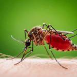 Malaria: scoperti cristalli “a propulsione” dentro il parassita: funzionano come micro-razzi