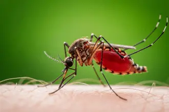 Malaria
