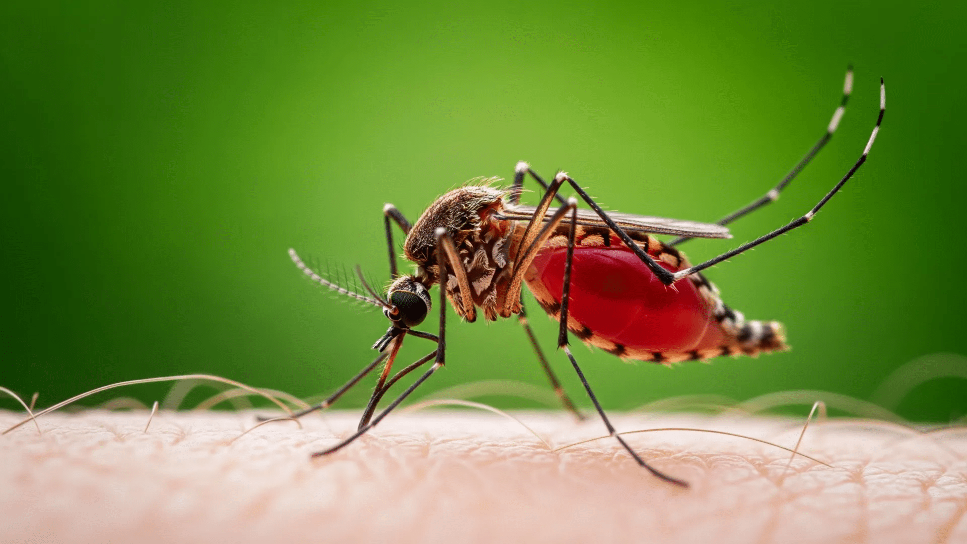 Malaria