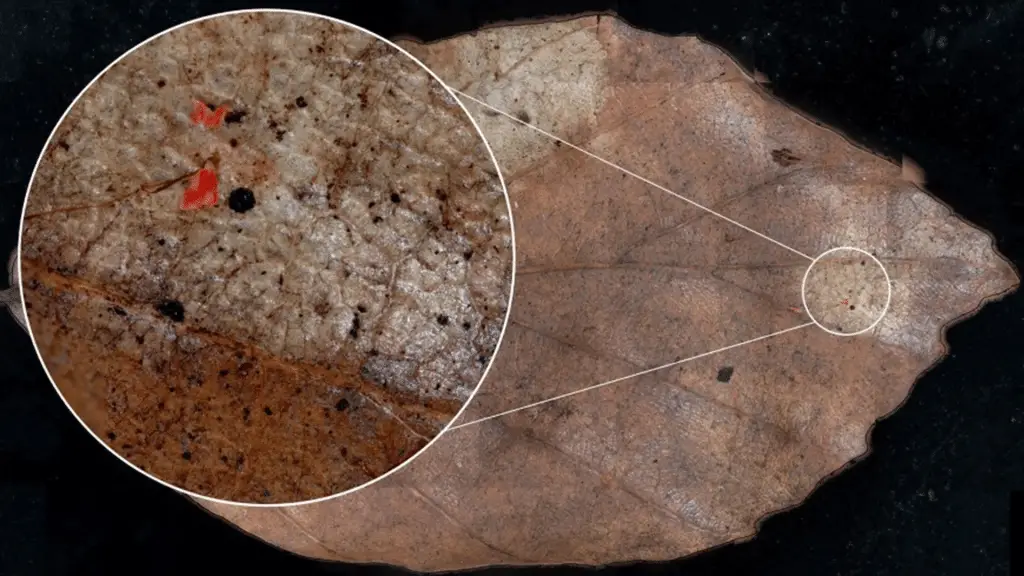 Le microplastiche stanno invadendo anche le foreste: lo studio che cambia prospettiva sull’inquinamento