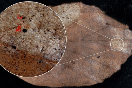 Microplastiche