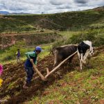Origine agricoltura ande: scoperta con dna antico e archeogenetica %origine agricoltura ande: scoperta con dna antico e archeogeneticacount(title)% Origine agricoltura ande: scoperta con dna antico e archeogenetica