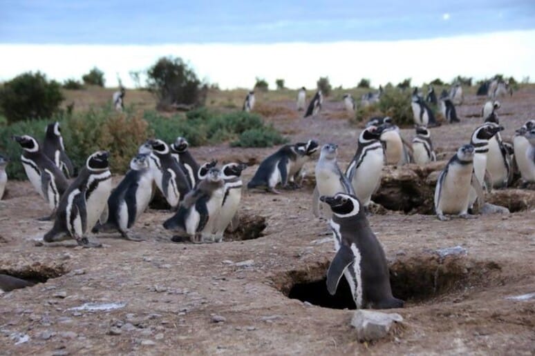 Pfas in patagonia, i pinguini aiutano a mappare gli inquinanti eterni %pfas in patagonia, i pinguini aiutano a mappare gli inquinanti eternicount(title)% Patagonia