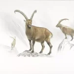 Stambecchi alpini: cosa rivela il dna antico su una specie vissuta 13mila anni fa? %stambecchi alpini: cosa rivela il dna antico su una specie vissuta 13mila anni fa? Count(title)% Stambecchi alpini: cosa rivela il dna antico su una specie vissuta 13mila anni fa?