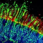 Degenerazione maculare: scoperta molecola che protegge la retina %degenerazione maculare: scoperta molecola che protegge la retinacount(title)% Degenerazione maculare: scoperta molecola che protegge la retina