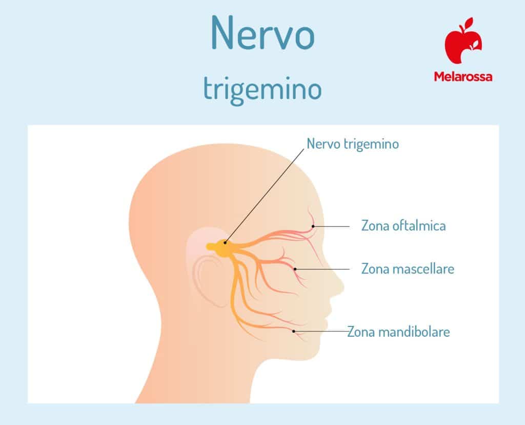 Nervi