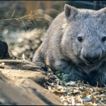 Australia costruisce ponti per salvare koala e quoll %australia costruisce ponti per salvare koala e quollcount(title)% Australia costruisce ponti per salvare koala e quoll