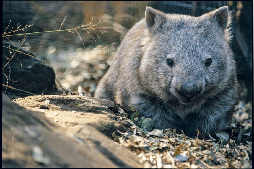 Australia costruisce ponti per salvare koala e quoll