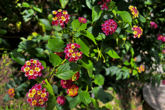 Piante invasive