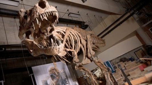 Vasi sanguigni del t. Rex: cosa rivela scotty