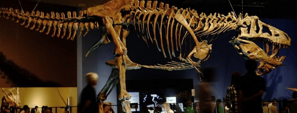 Vasi sanguigni del t. Rex: cosa rivela scotty