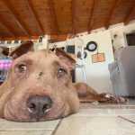 Addio a palla, la pitbull salvata dal cappio al collo