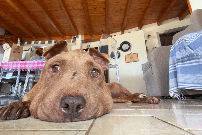 Addio a palla, la pitbull salvata dal cappio al collo
