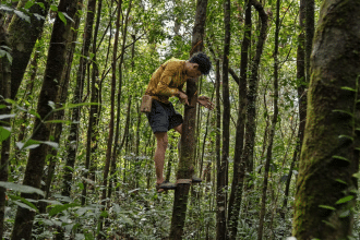 Bengal tigers in cambodia? Reintroduction plan raises questions