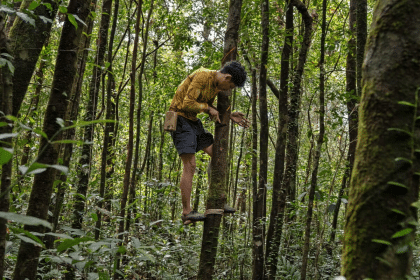 Bengal tigers in cambodia? Reintroduction plan raises questions