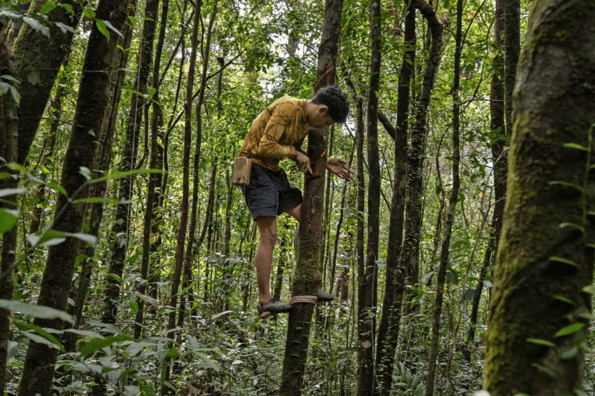 Bengal tigers in cambodia? Reintroduction plan raises questions