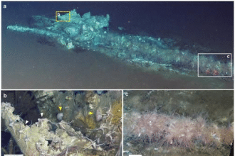 Cimitero di balene: cosa rivela la scoperta negli abissi
