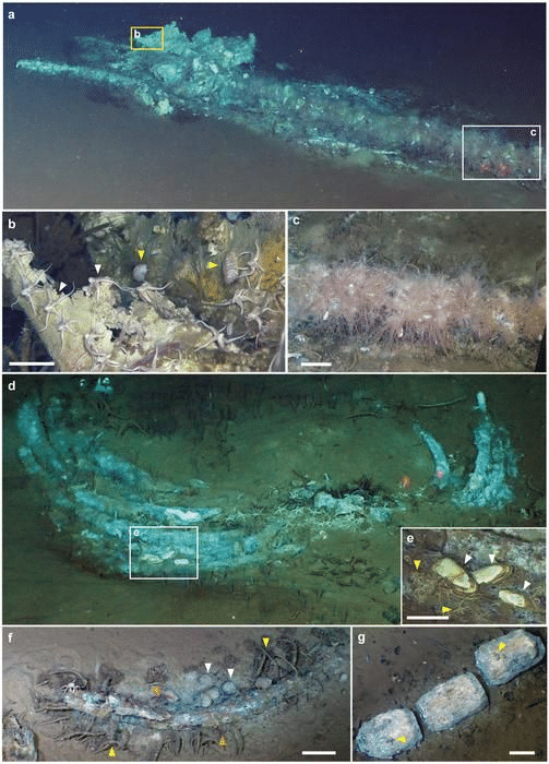 Cimitero di balene: cosa rivela la scoperta negli abissi