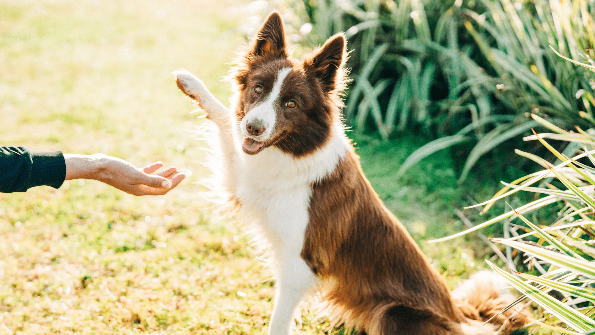 Doginburgh inventory: il test per capire la zampa dominante