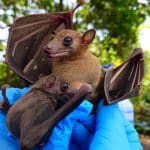 Ebola e pipistrelli: cosa dice davvero la scienza