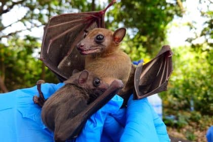 Ebola pipistrelli