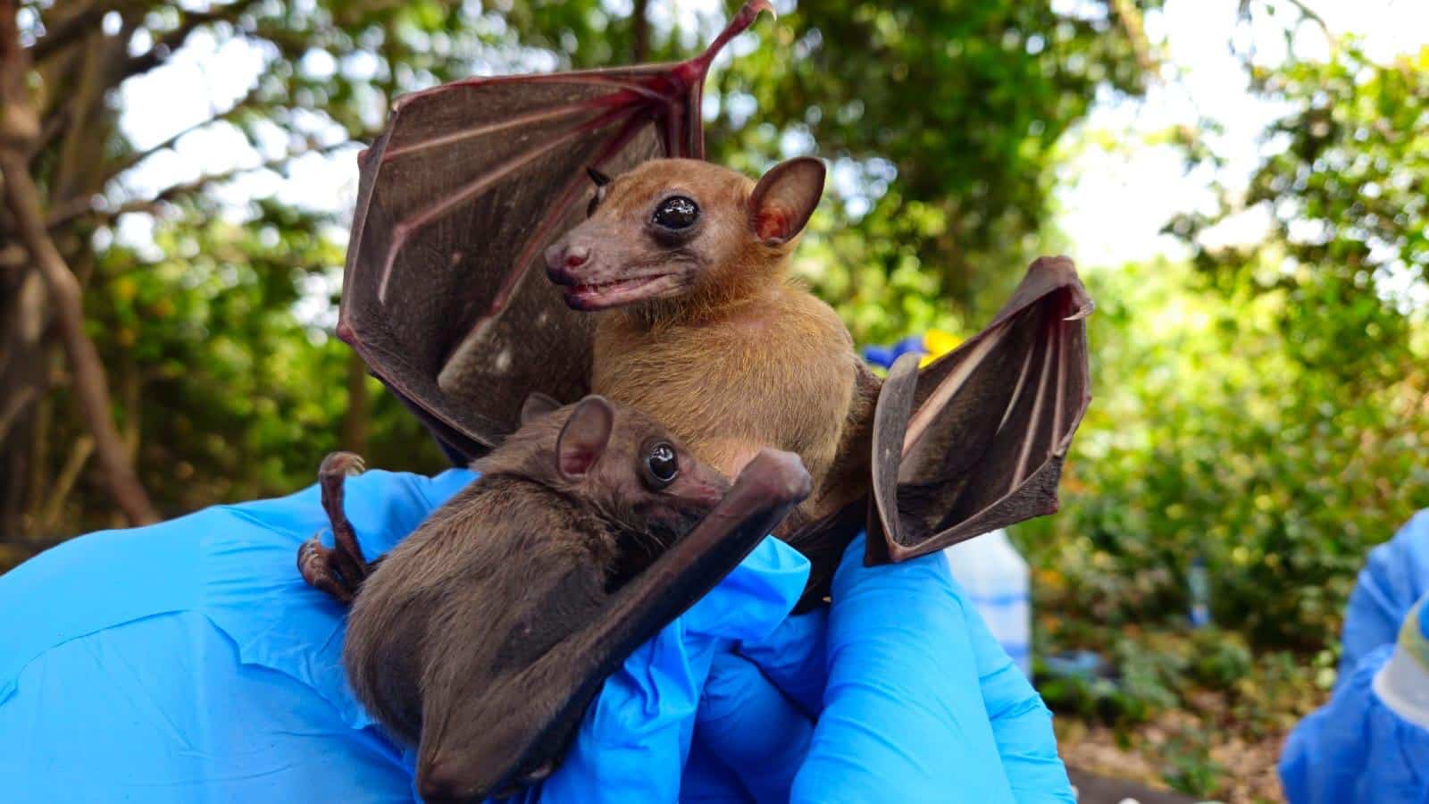 Ebola e pipistrelli: esiste davvero una prova definitiva?