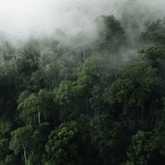 Riforestazione in africa: riduce la perdita di alberi anche fuori dai progetti?