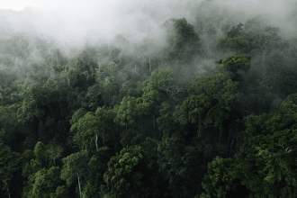 Foresta pluviale e foresta tropicale: la differenza che molti ignorano