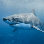 Tshark: come leggere la mappa squali italia e cosa mostra